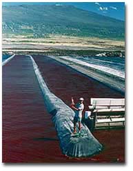 Cyanotech Algae Ponds